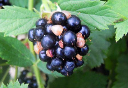 Redberry mite Redberry mite damage to blackberries MSU Extension