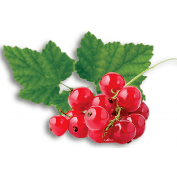 Redcurrant Red Currant Syrup 16oz Poly bottle Micosta Enterprises