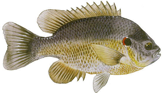 Redear sunfish Redear Sunfish Lepomis microlophus