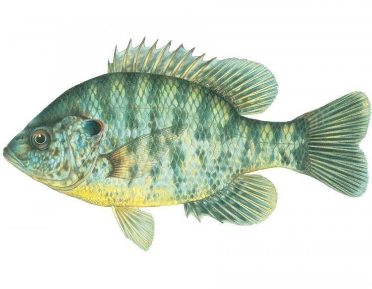 Redear sunfish Redear Sunfish MDC Discover Nature