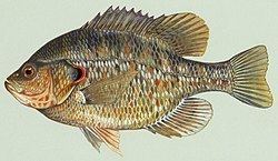 Redear sunfish httpsuploadwikimediaorgwikipediacommonsthu