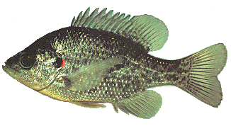 Redear sunfish Fish Details