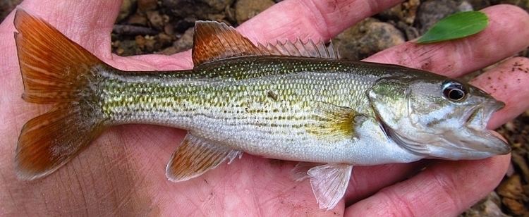Redeye bass Redeye Bass Micropterus coosae