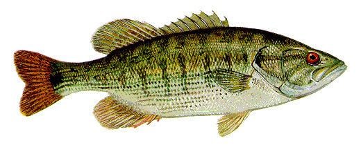 Redeye bass Micropterus coosae Redeye bass