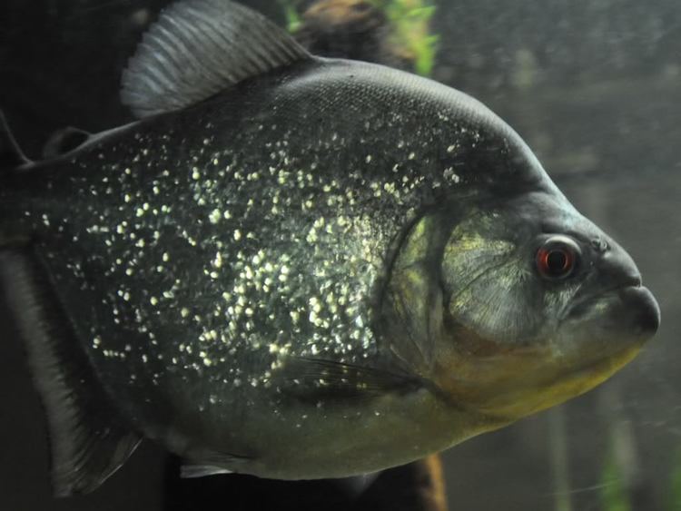 Redeye piranha 1000 images about Piranha tanks on Pinterest Shearing Fish and