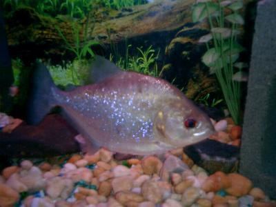 Redeye piranha Fish identified as Serrasalmus rhombeus Piranha