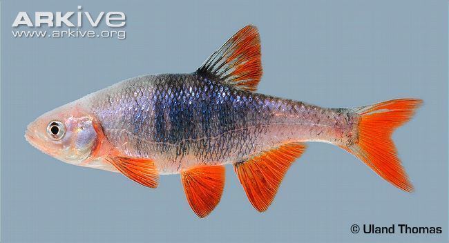 Redfin shiner Redfin shiner videos photos and facts Lythrurus umbratilis ARKive