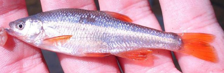 Redfin shiner roughfishcom roughfish identification lifelist angling fishing