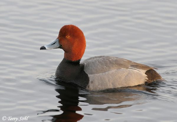 Redhead (bird) Redhead South Dakota Birds