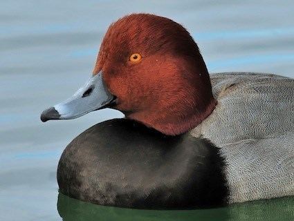 Redhead (bird) Redhead Identification All About Birds Cornell Lab of Ornithology