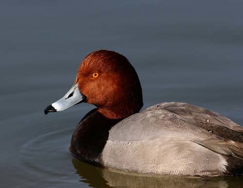 Redhead (bird) 1000 ideas about Redhead Duck on Pinterest Mallard Mandarin duck