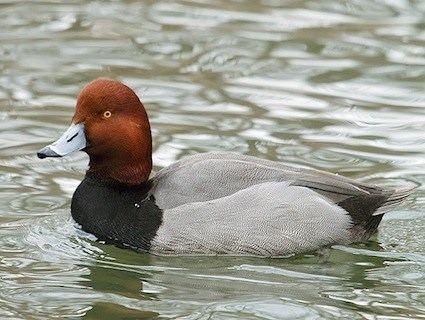 Redhead (bird) httpswwwallaboutbirdsorgguidePHOTOLARGEre