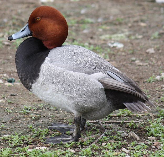 Redhead (bird) 78 Best images about Redhead Duck on Pinterest Redhead duck The