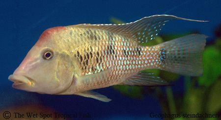 Redhump eartheater AquaBidcom Archived Auction fwcichlids1361918081 6 pack Geo