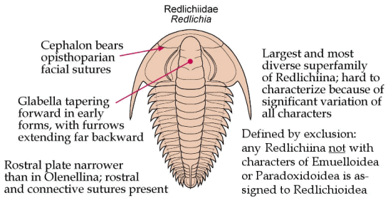 Redlichiida Pictorial Guide to the Trilobite Suborder Redlichiina Redlichiida