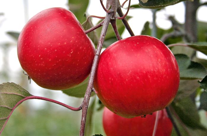 Redlove apples - Wikipedia