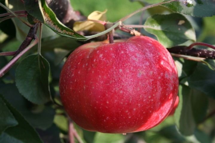 Redlove apples - Alchetron, The Free Social Encyclopedia