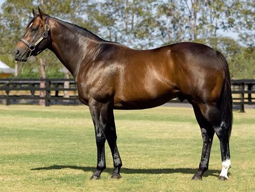 Redoute's Choice REDOUTE39S CHOICE Stallion Breednet