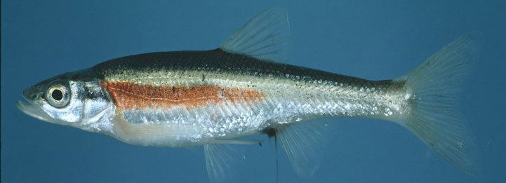 Redside dace Redside Dace Endangered Species Act Campaigns Protect
