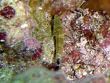 Redspotted hawkfish httpsuploadwikimediaorgwikipediacommonsthu