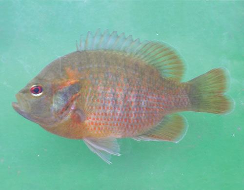 Redspotted sunfish wwxinhsillinoisedufiles611360090336adults