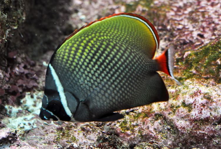 Redtail butterflyfish httpsuploadwikimediaorgwikipediacommons00