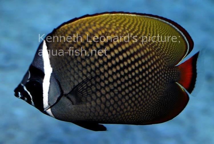 Redtail butterflyfish Butterflyfish JungleKeycom Image