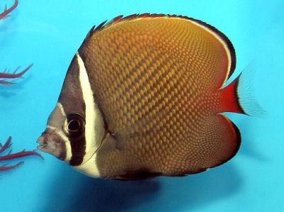 Redtail butterflyfish Pakistan Butterflyfish Chaetodon collare Redtailed Butterflyfish