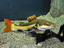 Redtail catfish httpsuploadwikimediaorgwikipediacommonsthu