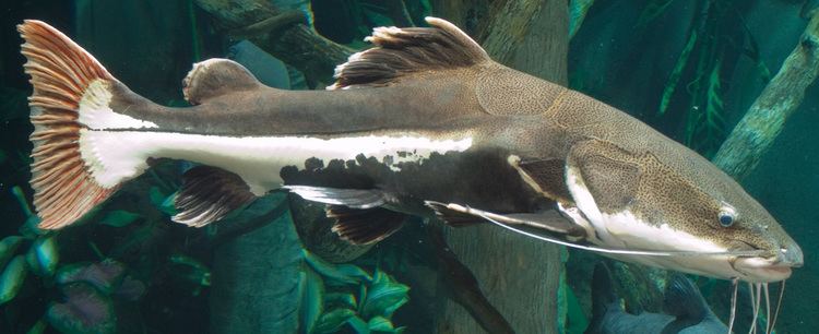 Redtail catfish Redtail Catfish Tennessee Aquarium