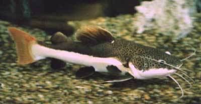 Redtail catfish Redtailed Catfish Phractocephalus hemioliopterus Redtail Catfish