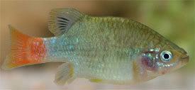 Redtail splitfin Xenotoca eiseni Redtail splitfin Tropical Fish Diszhalinfo