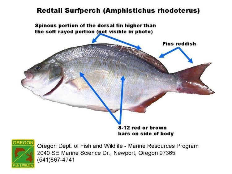 Redtail surfperch Bottomfish Identification Guide Redtail Surfperch Amphistichus