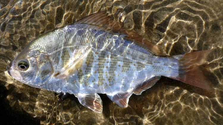 Redtail surfperch Surfperches theoutershores