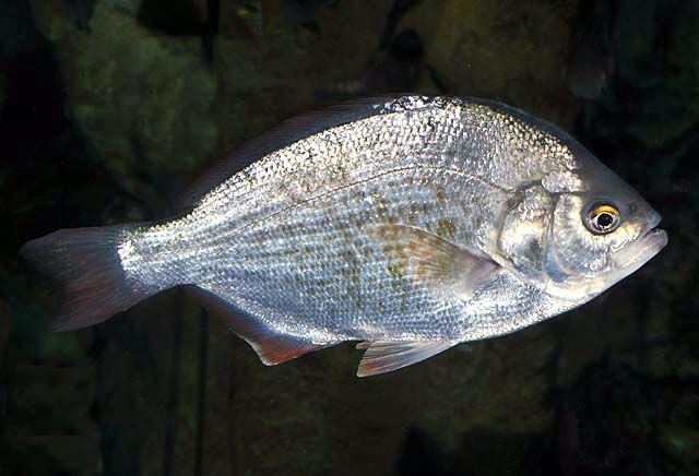 Redtail surfperch Redtail surfperch Wikipedia