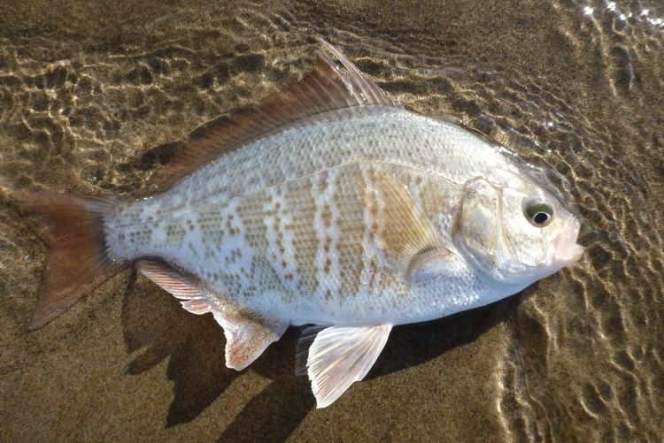 Redtail surfperch Redtail surfperch Amphistichus rhodoterus Biodiversity of the