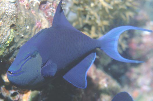 Redtoothed triggerfish Odonus niger Redtoothed triggerfish Xenodon niger