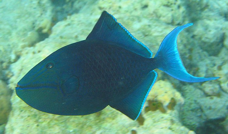 Redtoothed triggerfish Redtoothed triggerfish Wikipedia