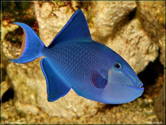 Redtoothed triggerfish Roodtandtrekkervis Redtoothed triggerfish or Nigger Trigger