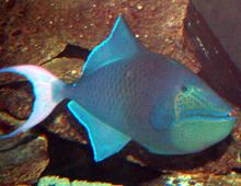 Redtoothed triggerfish Redtoothed triggerfish Dallas World Aquarium