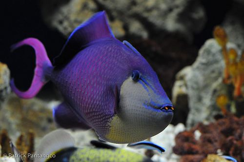 Redtoothed triggerfish redtoothed trigger fish The redtoothed triggerfish is a d Flickr