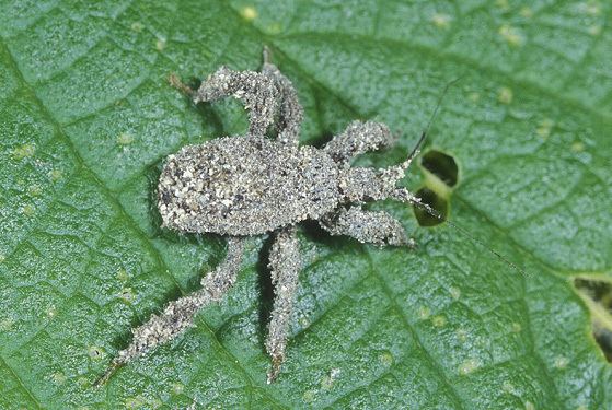 Reduvius personatus Reduvius personatus Masked hunter assassin bug