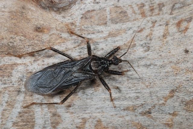 Reduvius personatus The Fly Bug Masked Bedbughunter Masked Assassin Bug Reduvius