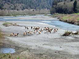 Redwood Creek (Humboldt County) httpsuploadwikimediaorgwikipediacommonsthu