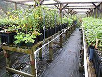 Redwood Creek Native Plant Nursery httpsuploadwikimediaorgwikipediacommonsthu