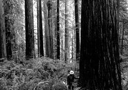 yurok redwood experimental forest