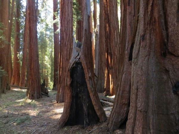 Redwood Mountain Grove Monumental trees along the Redwood Mountain Grove in Sequoia