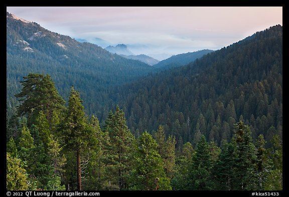 Redwood Mountain Grove PicturePhoto Redwood Mountain Grove largest sequoia grove Kings