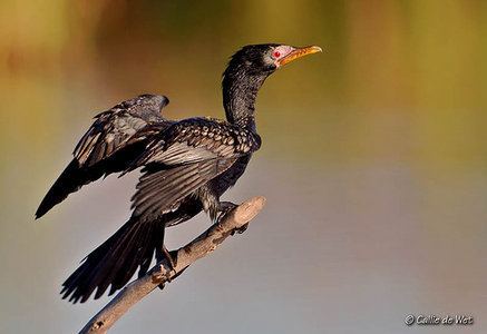 Reed cormorant Microcarbo africanus