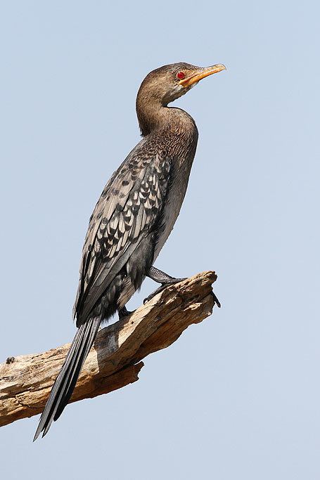 Reed cormorant Reed Cormorant Bird amp Wildlife Photography by Richard and Eileen Flack